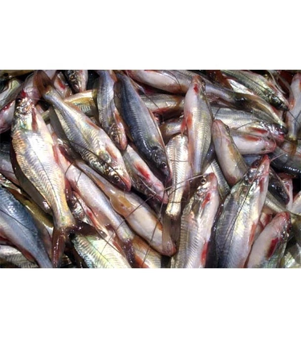 Gulsha Fish (Khagrachar/Rangamati) 1 Kg