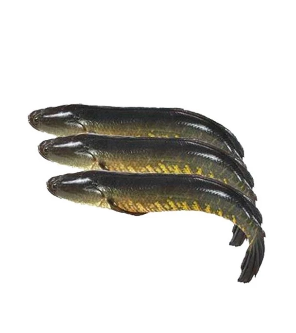 Shoil Fish 500gm Plus