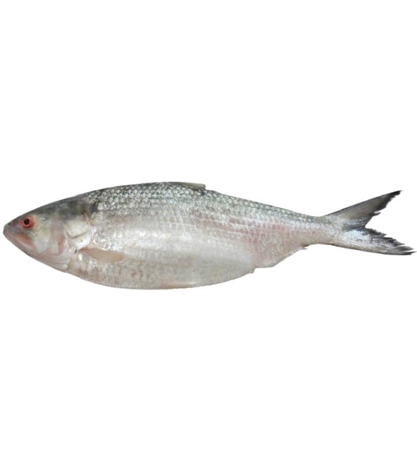 Hilsha Fish (ইলিশ) 1KG Plus