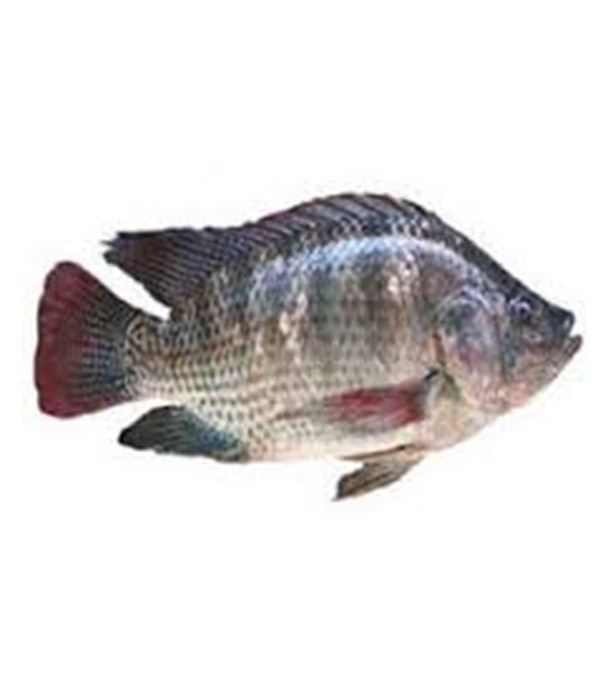 Telapia Fish (তেলাপিয়া মাছ) 1.2 Kg (50gm±) Per Pc Before Cutting